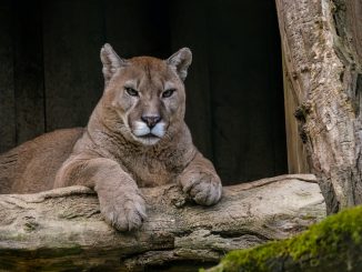 Le Puma d'Auxi toujours recherché