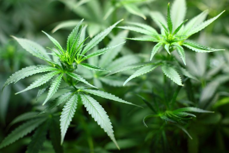 Cannabis médical: l'expérimentation a démarré en mars 2021