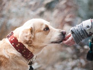 La proposition de loi contre la maltraitance animale adoptée lors d'un ultime vote au Sénat
