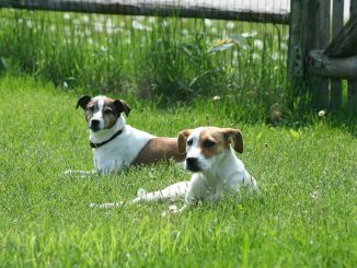L'amitié entre Shadow et Lupa fait le tour du web