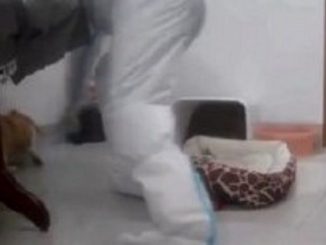 Chine, chiens et chats abattus par les autorités sanitaires pendant la quarantaine de Covid de leurs propriétaires