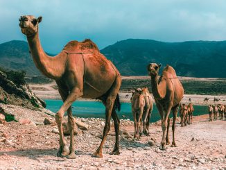 Arabie Saoudite : des chameaux botoxés disqualifiés du concours de beauté