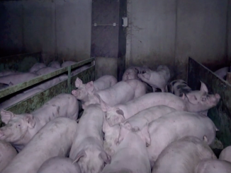 L214 accuse un fournisseur d'Herta pour maltraitance animale de porcs