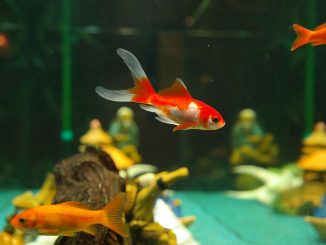 Les poissons rouges sont capable de conduire un véhicule sur Terre