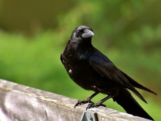 En Suède, les corbeaux ramassent les mégots de cigarettes