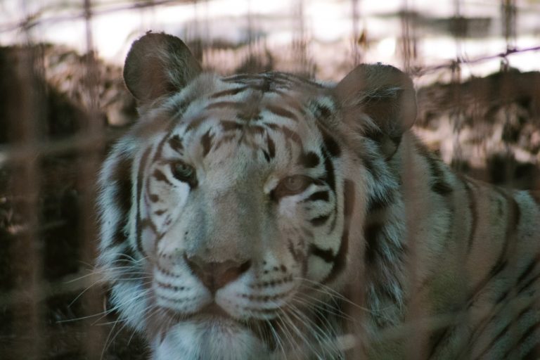 L'émission se déroulera désormais sans tigre