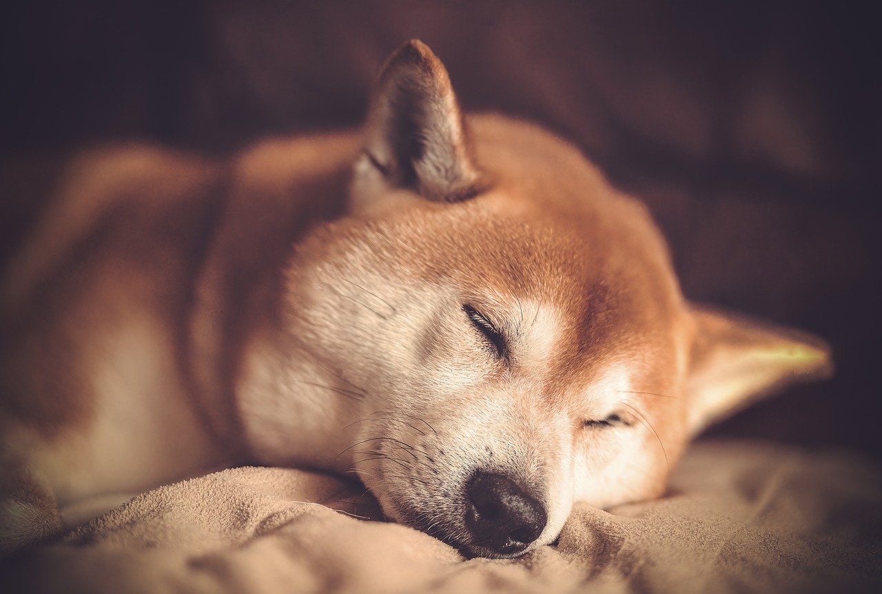 Zal Shiba Inu verder naar beneden gaan?