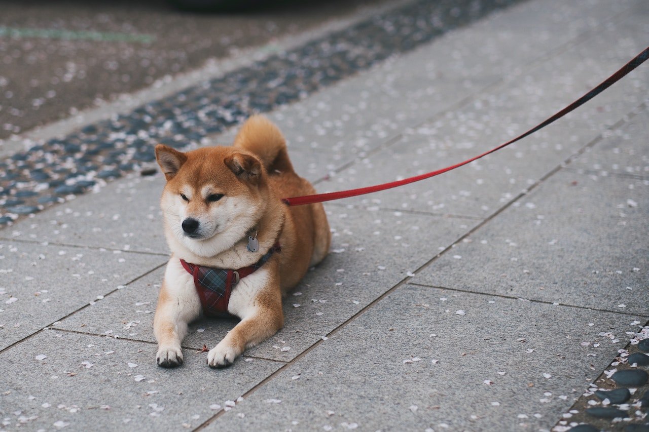 Is Shiba Inu een goede investering?