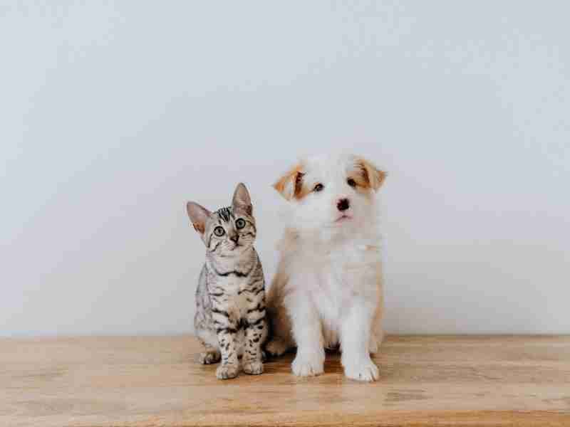 Hoe meld je dierenmishandeling