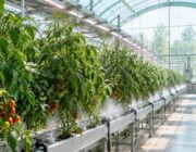 Investeren in tuinbouw: systeem, water en verlichting als kritische factoren