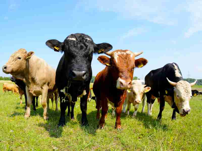 Wie man illegale Landwirtschaft meldet