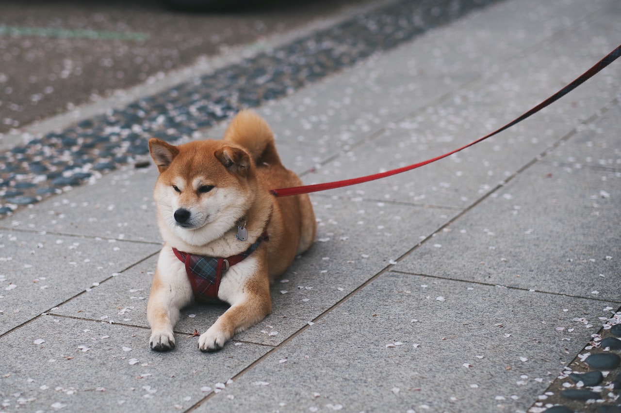 Shiba Inu è un buon investimento?