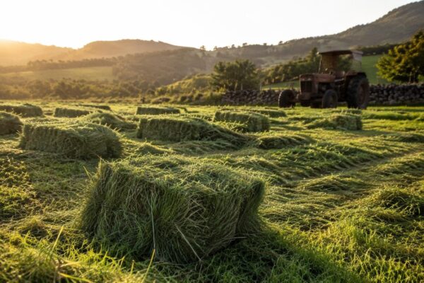 Como a produção de feno próprio está transformando a pecuária brasileira