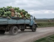 Agropecuária cresce em junho enquanto outros setores recuam