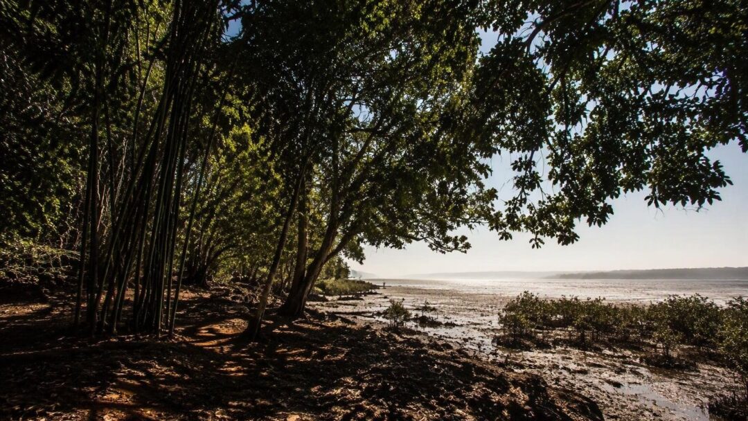 Carbon bank model could turn Maharashtra’s forests into climate assets