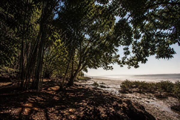 Carbon bank model could turn Maharashtra’s forests into climate assets