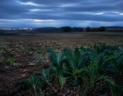Canicule et sécheresse : les défis majeurs pour les producteurs de légumes