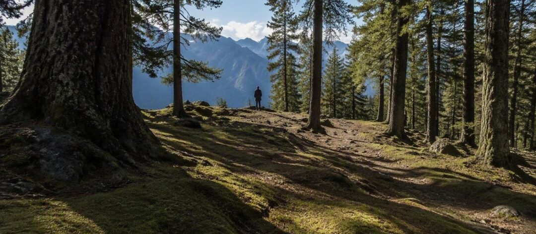 Débroussaillage forestier : pourquoi une taxe collective pourrait changer la donne