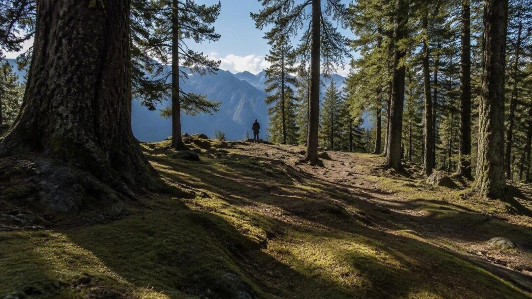 Débroussaillage forestier : pourquoi une taxe collective pourrait changer la donne