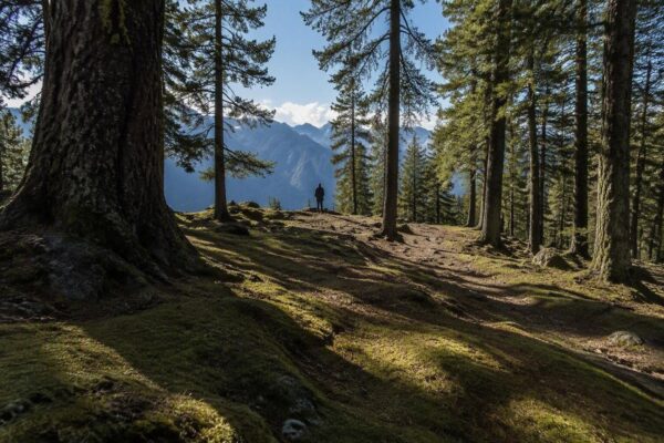 Débroussaillage forestier : pourquoi une taxe collective pourrait changer la donne