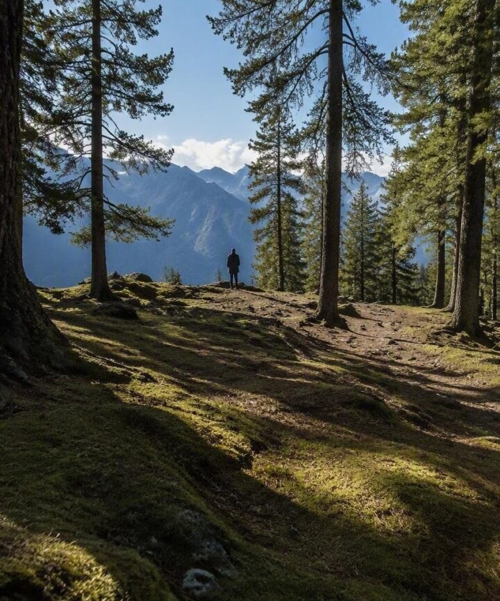 Débroussaillage forestier : pourquoi une taxe collective pourrait changer la donne