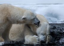 Endangered Animals