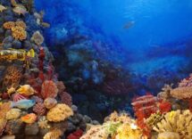 corals