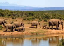 elephants
