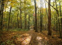 forest bathing