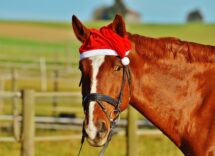 Christmas Gifting Ideas