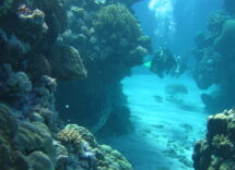great barrier reef