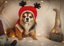 pet-friendly holidays