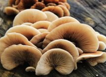 wild mushrooms