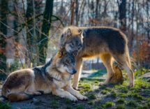 wolves shelter