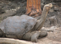 species that have gone extinct