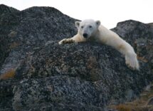 global warming