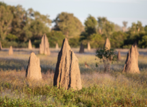 termites