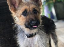 german shephers dwarfism