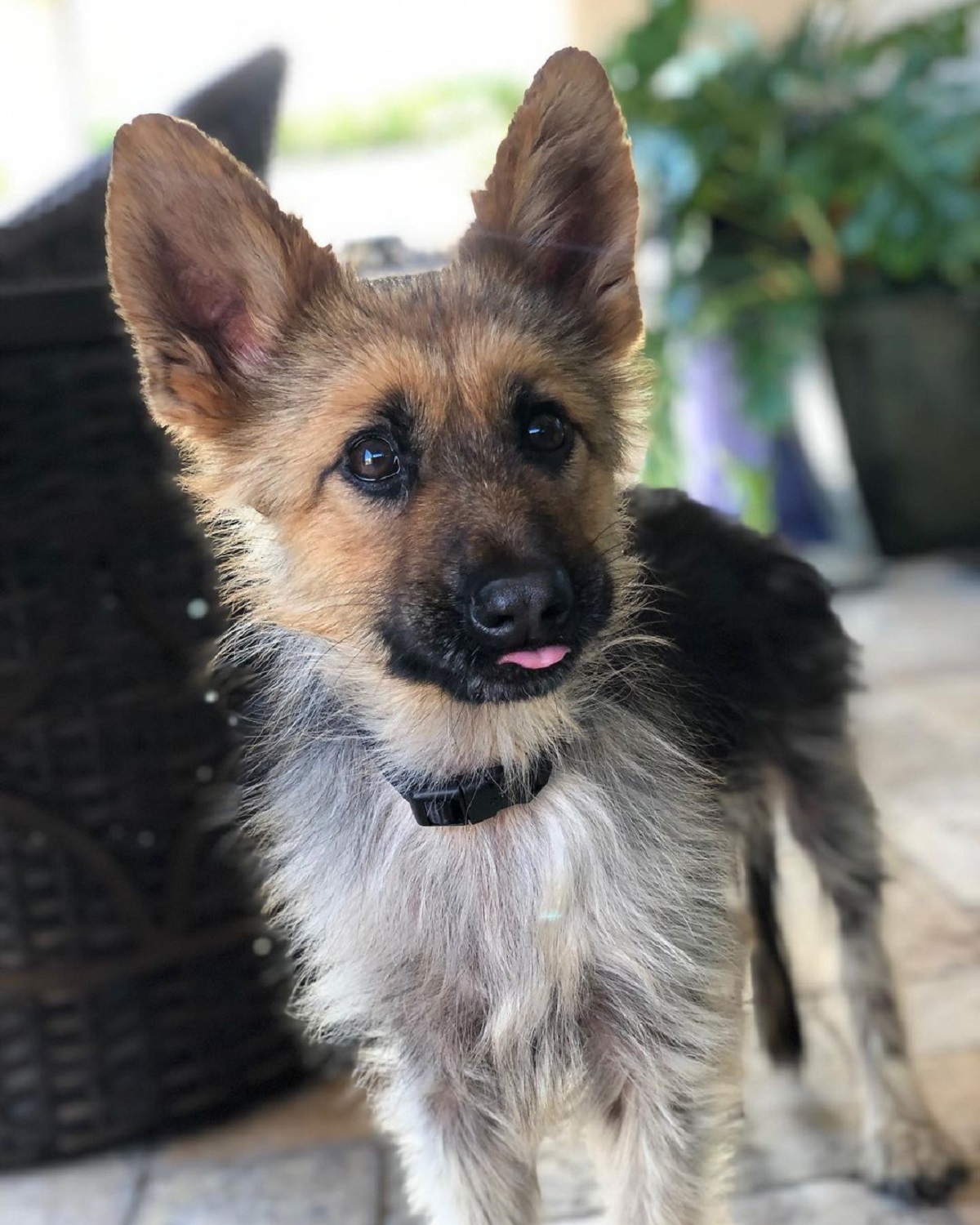 german shephers dwarfism