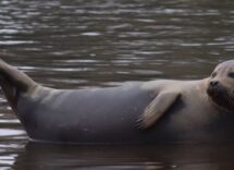 freddie the seal