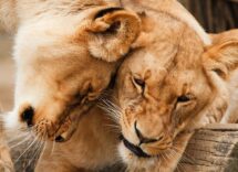 South Africa: stop to the breeding of lions