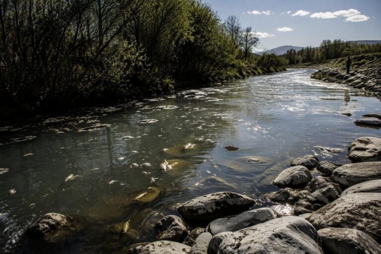 Disastro ecologico nel fiume Liri: il Comune di Morino denuncia la strage di pesci