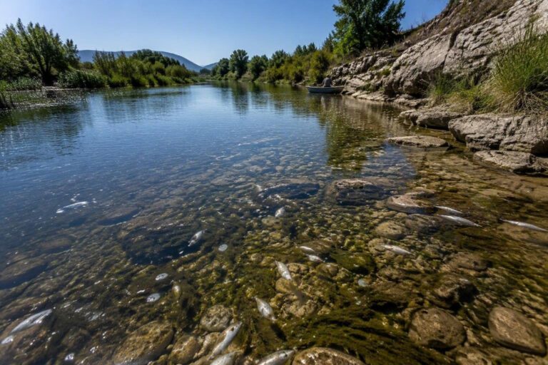 Moria di pesci nel fiume Liri: l’allarme ambientale che scuote la Valle Roveto
