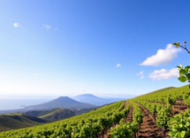 arrigo il nuovo vino di alta mora dalletna 1748533463