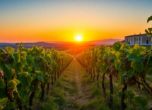 la storia affascinante del cerasuolo di vittoria 1747305216