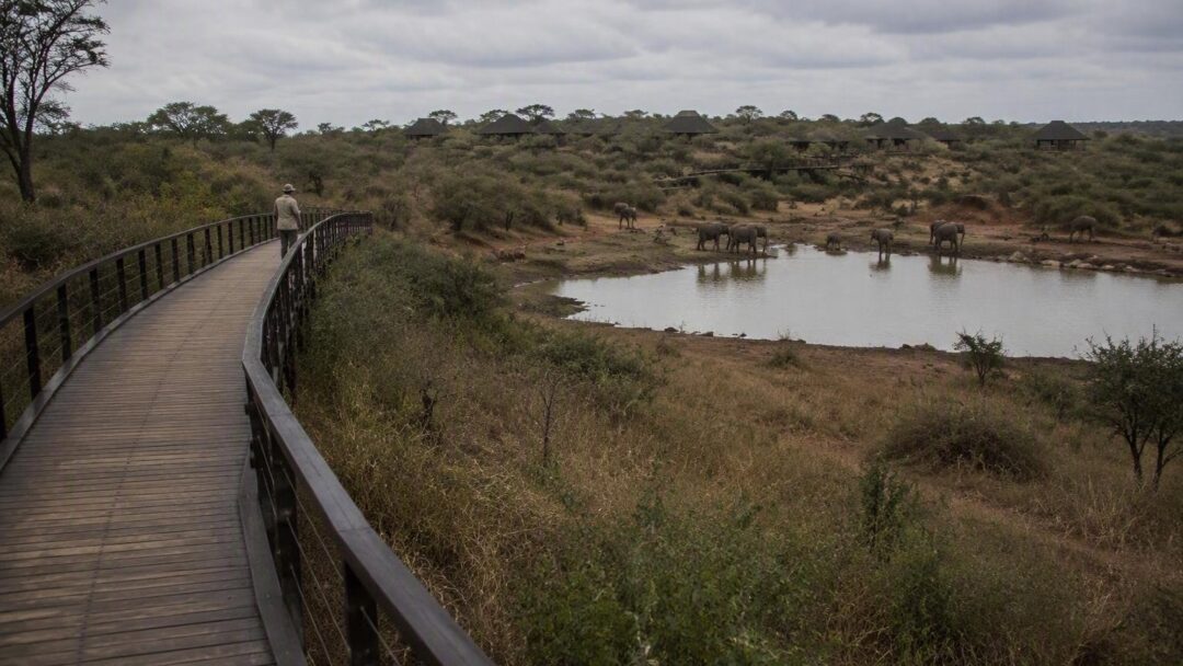 Scopri il Tau Game Lodge, un rifugio di lusso per safari indimenticabili