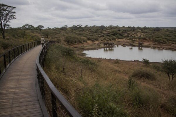Scopri il Tau Game Lodge, un rifugio di lusso per safari indimenticabili