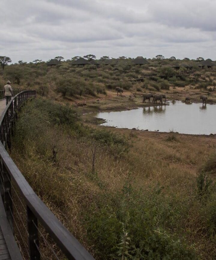 Scopri il Tau Game Lodge, un rifugio di lusso per safari indimenticabili
