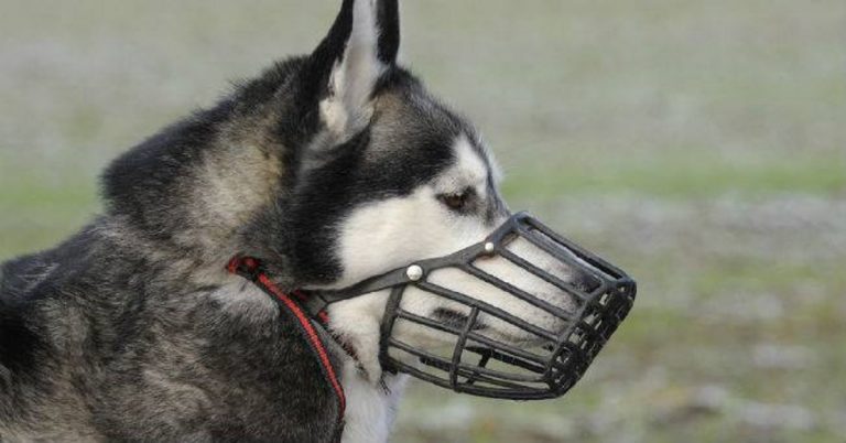 obbligo museruola cani milano