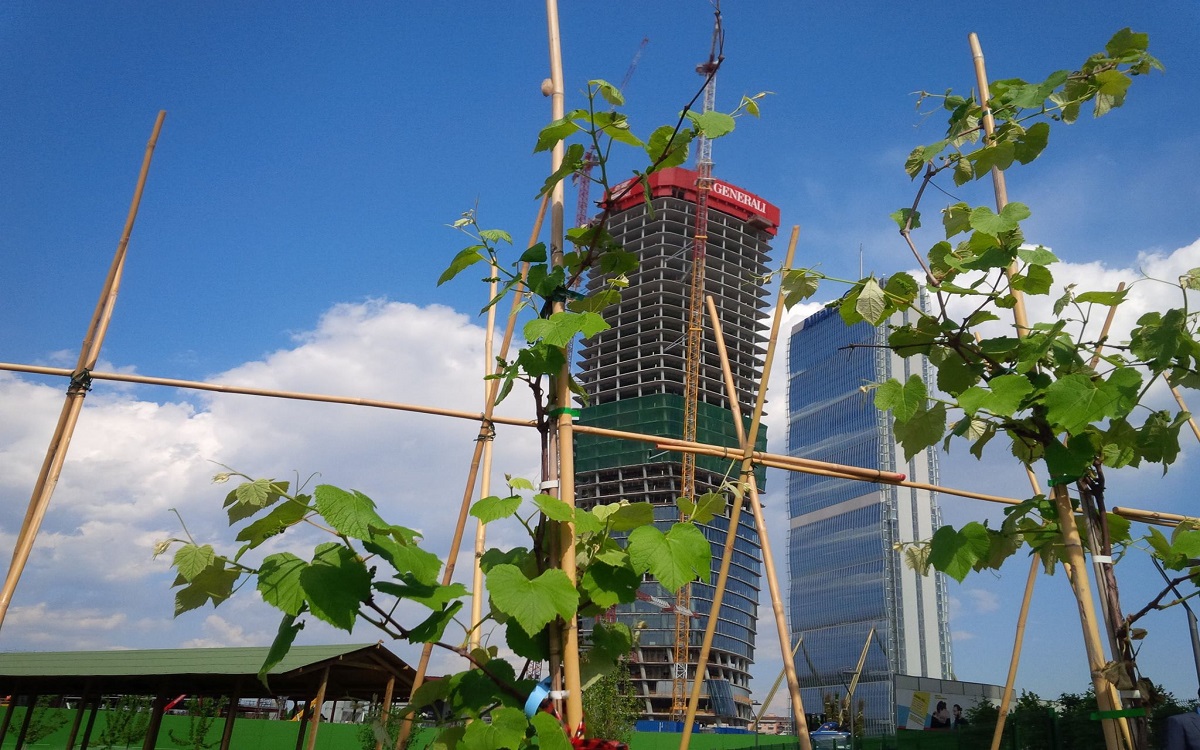 Citylife: la vigna di Leonardo da Vinci trasloca tra i grattaceli